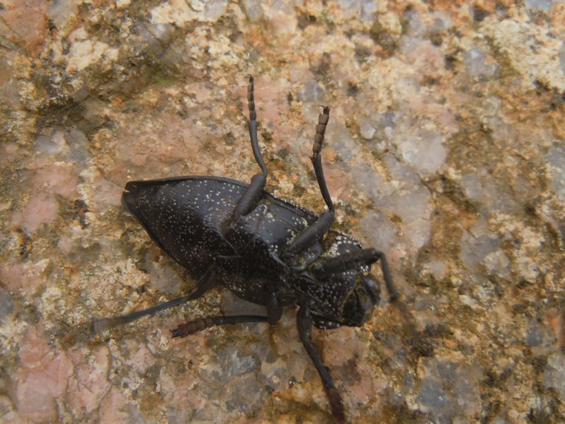 Buprestidae dalla Gallura 1: Capnodis cariosa